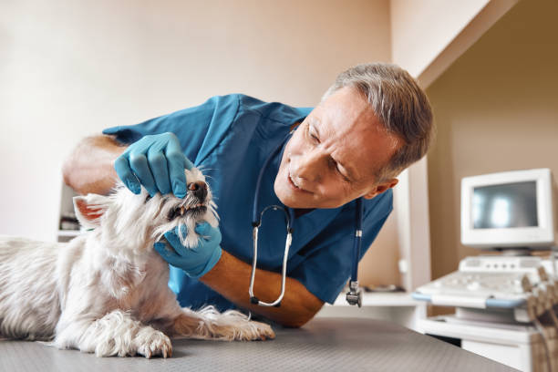 Best Urgent Dental Care in Decorah, IA